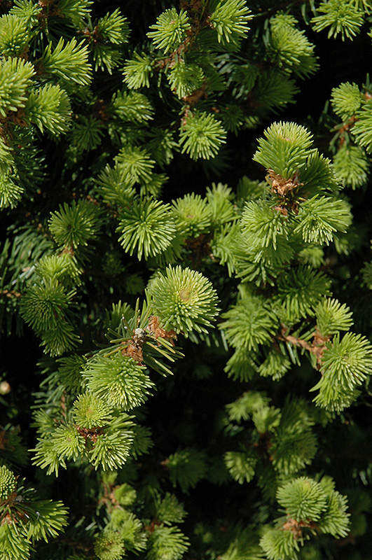 Sherwood Compact Norway Spruce (Picea abies 'Sherwood Compact') in