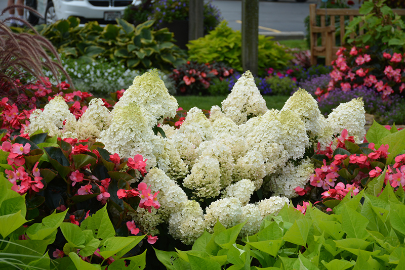 Little Lime® Hydrangea (Hydrangea paniculata 'Jane') in Inver Grove