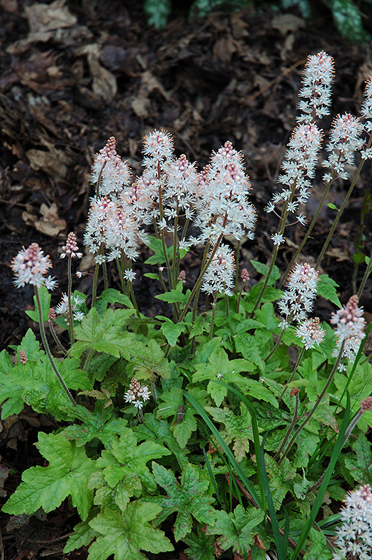 Pink Brushes Foamflower (Tiarella 'Pink Brushes') in Toronto