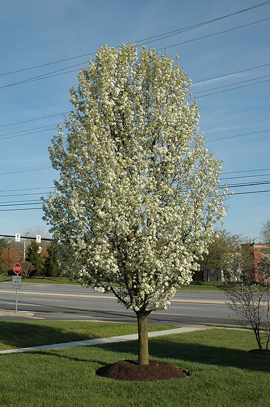 Chanticleer Ornamental Pear (Pyrus calleryana 'Chanticleer') in Toronto