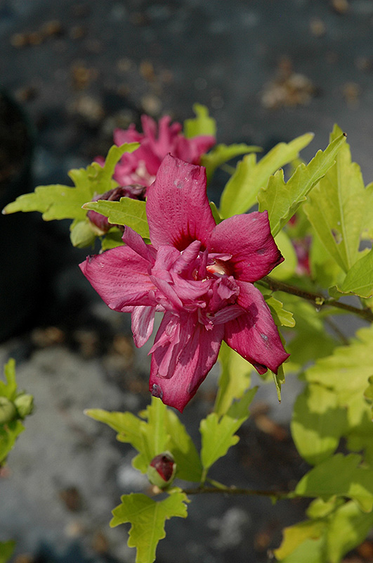 Lucy Rose Of Sharon (Hibiscus syriacus 'Lucy') in Toronto Orangeville