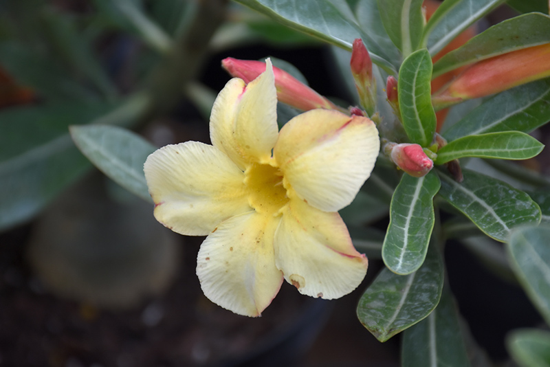 Yellow Desert Rose (Adenium obesum 'Yellow') in Lake Forest, California