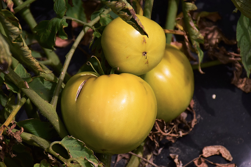 Great White Tomato (Solanum lycopersicum 'Great White') in Lake Forest