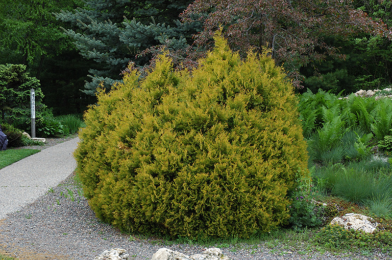 Rheingold Arborvitae (Thuja occidentalis 'Rheingold') in Long Island