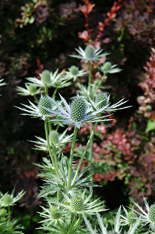 Miss Willmott's Ghost (Eryngium giganteum) in Long Island Westbury