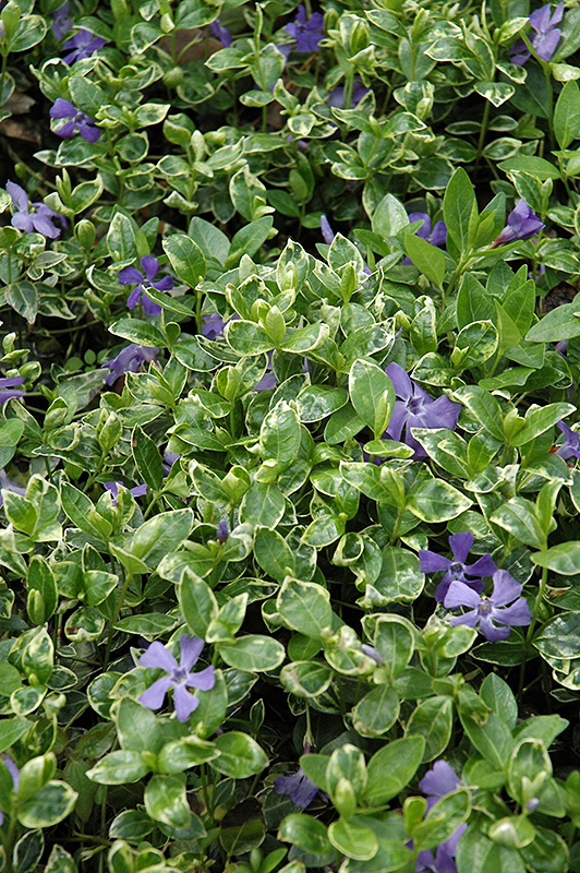 Ralph Shugert Periwinkle (Vinca minor 'Ralph Shugert') in Long Island