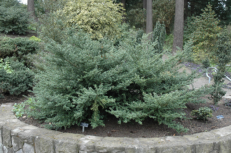 ConvexLeaf Japanese Holly (Ilex crenata 'Convexa') in Long Island