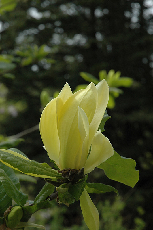 Sunburst Magnolia (Magnolia 'Sunburst') in Long Island Westbury Nassau