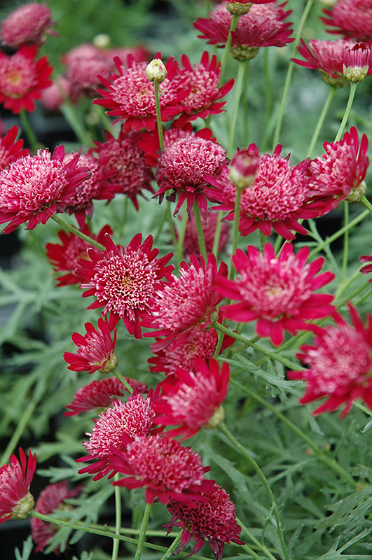 Madeira Crested Merlot Marguerite Daisy (Argyranthemum frutescens
