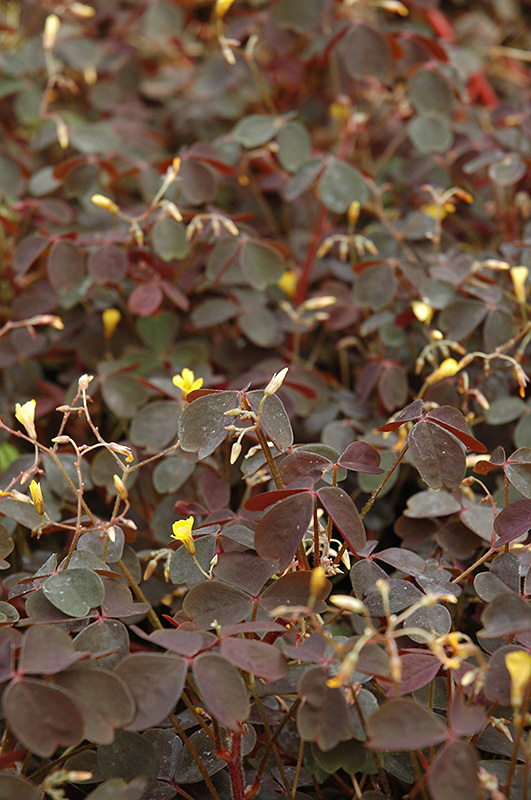 Burgundy Bliss Shamrock (Oxalis vulcanicola 'Burgundy