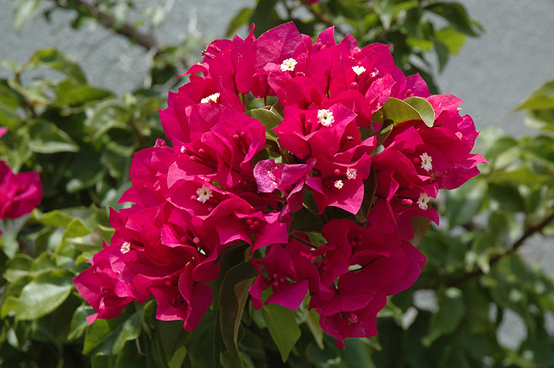 Torch Glow Bougainvillea (Bougainvillea 'Torch Glow') in Long Island