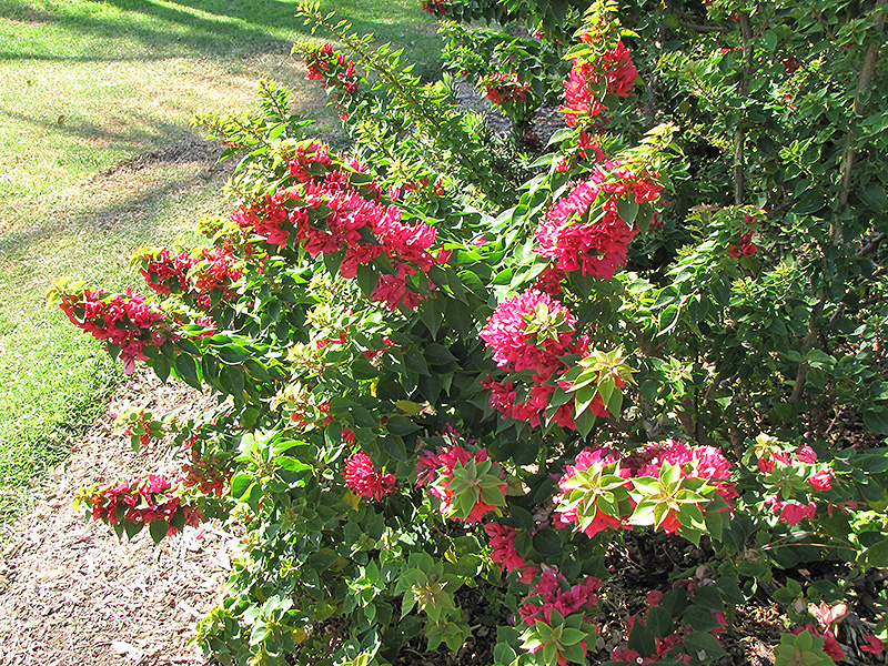 Torch Glow Bougainvillea (Bougainvillea 'Torch Glow') in Long Island