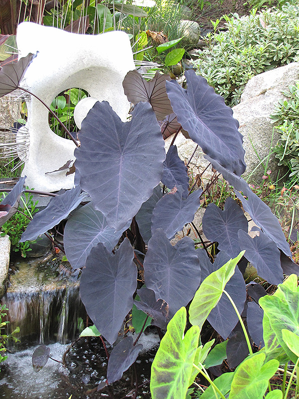 Black Magic Elephant Ear (Colocasia esculenta 'Black Magic') in Long