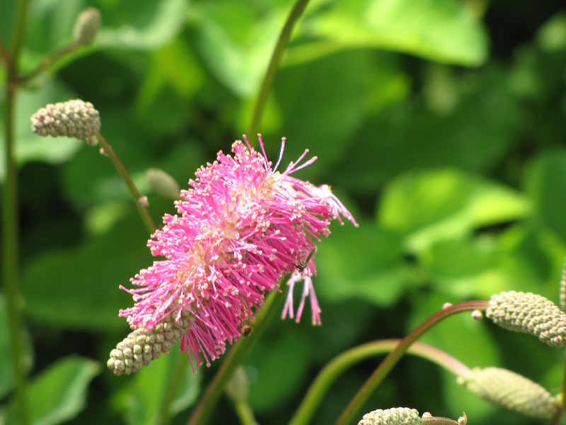 Japanese Bottlebrush (Sanguisorba obtusa) in Long Island Westbury