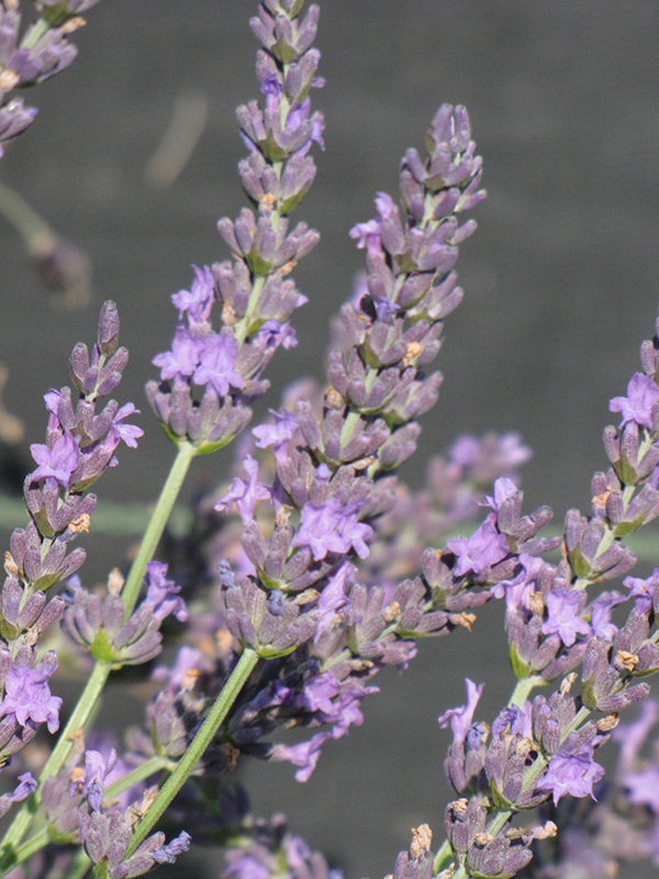 Grosso Lavender (Lavandula x intermedia 'Grosso') in Long Island