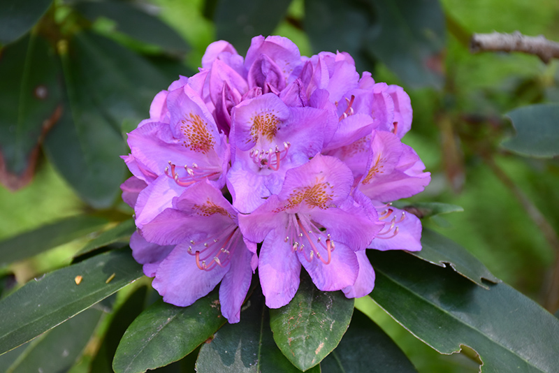 Grandiflorum Rhododendron (Rhododendron catawbiense 'Grandiflorum') in