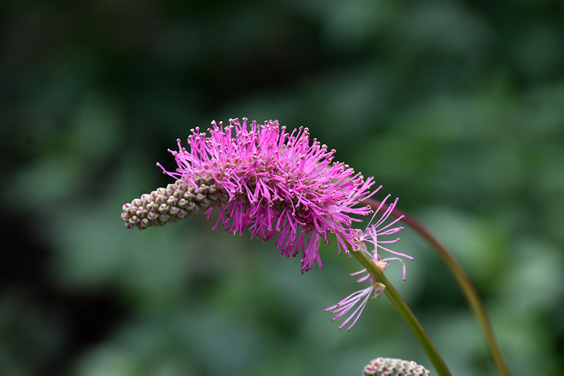 Japanese Bottlebrush (Sanguisorba obtusa) in Long Island Westbury