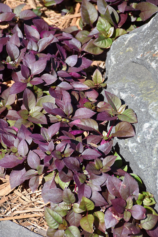Plum Dandy Alternanthera (Alternanthera 'Plum Dandy') in Peoria Morton