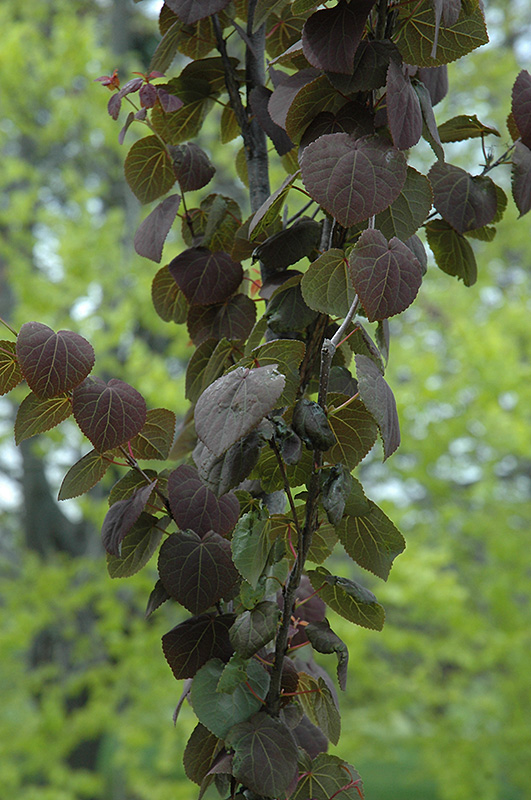 Red Fox Katsura Tree (Cercidiphyllum japonicum 'Rotfuchs') in Ottawa