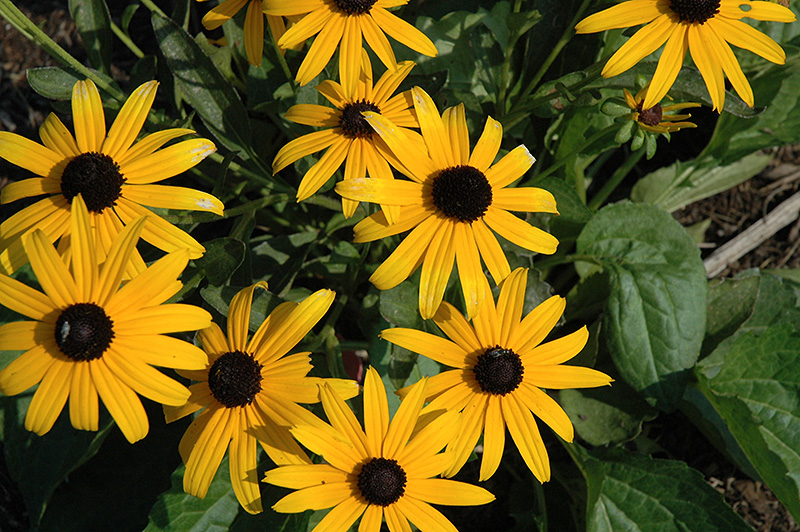 City Garden Coneflower (Rudbeckia fulgida 'City Garden') in Ottawa