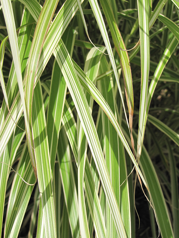Morning Light Maiden Grass (Miscanthus sinensis 'Morning Light') in