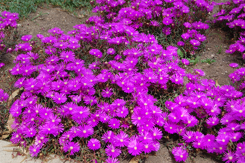 Jewel Of Desert Opal Ice Plant (Delosperma 'Jewel Of Desert Opal') in