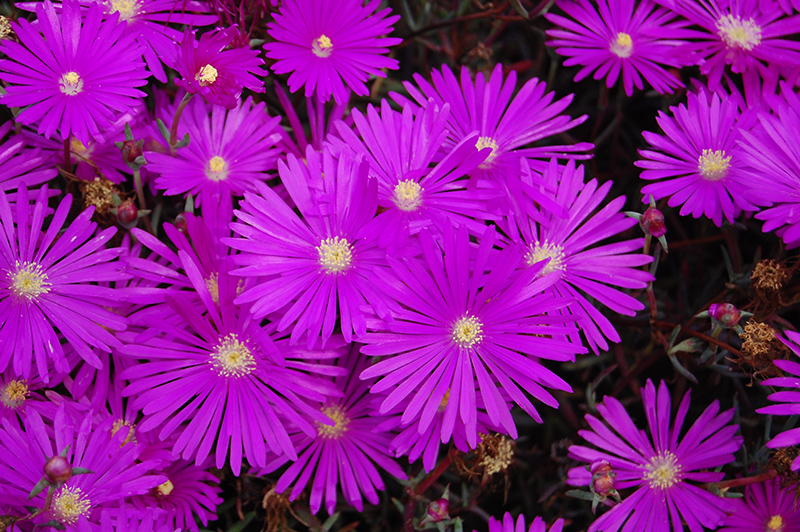 Jewel Of Desert Opal Ice Plant (Delosperma 'Jewel Of Desert Opal') in