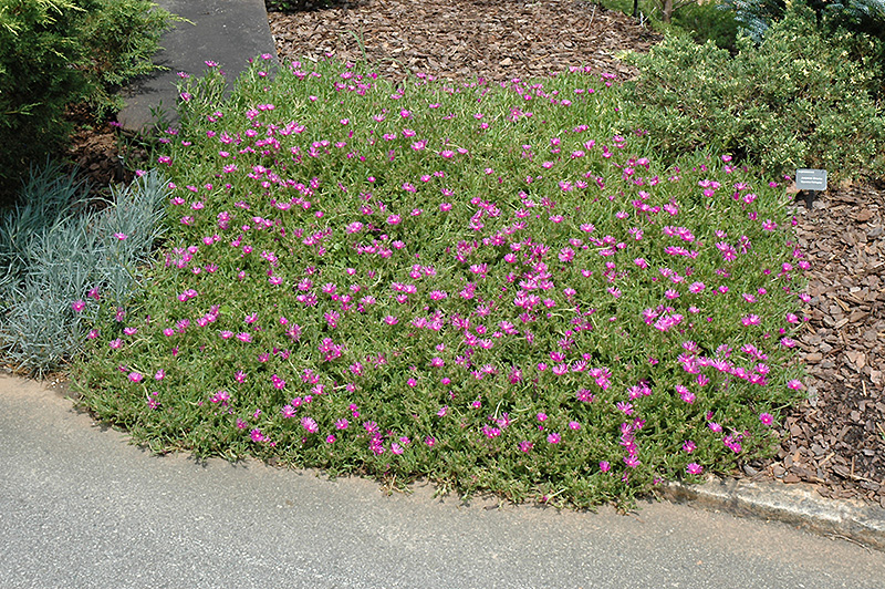 Purple Ice Plant (Delosperma cooperi) in Richmond Fairfax Loudoun
