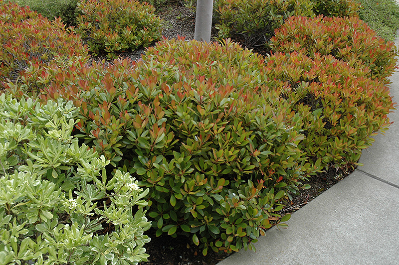 Indian Hawthorn (Rhaphiolepis indica) in Richmond Fairfax Loudoun