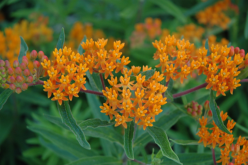 Gay Butterflies Butterfly Weed (Asclepias tuberosa 'Gay Butterflies
