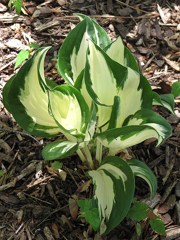 Fire and Ice Hosta (Hosta 'Fire and Ice') in Richmond Fairfax Loudoun