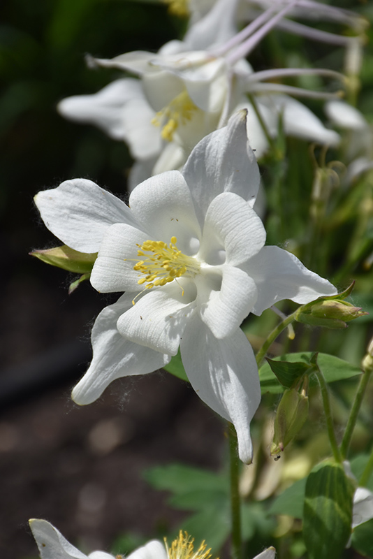 Songbird Dove Columbine (Aquilegia 'Dove') in Richmond