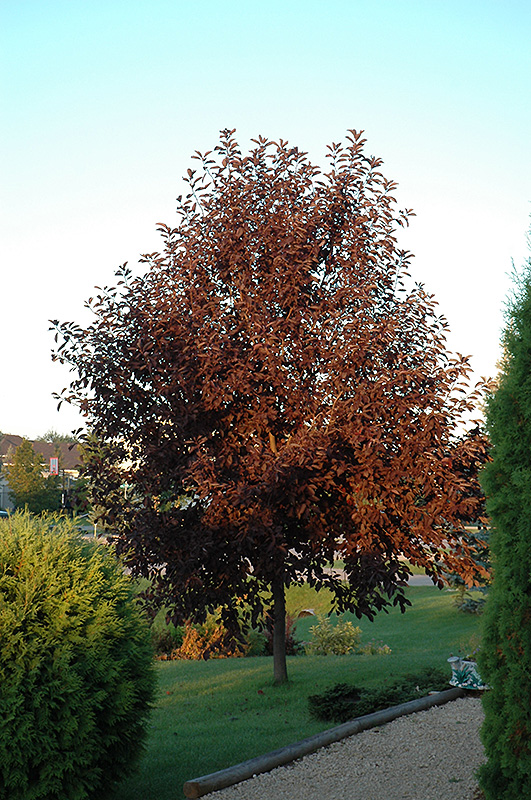 Canada Red Chokecherry (Prunus virginiana 'Canada Red') in Reno Sparks Lake Tahoe Carson City