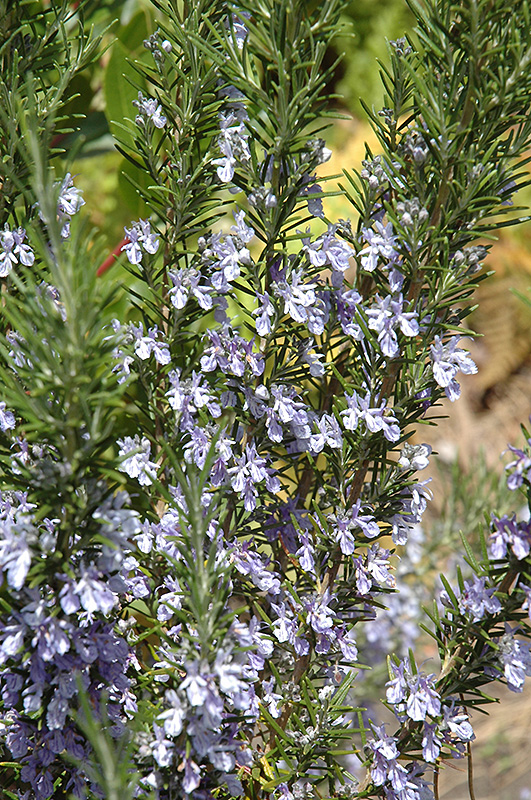 Rosemary (Rosmarinus officinalis) in Reno Sparks Lake Tahoe Carson City