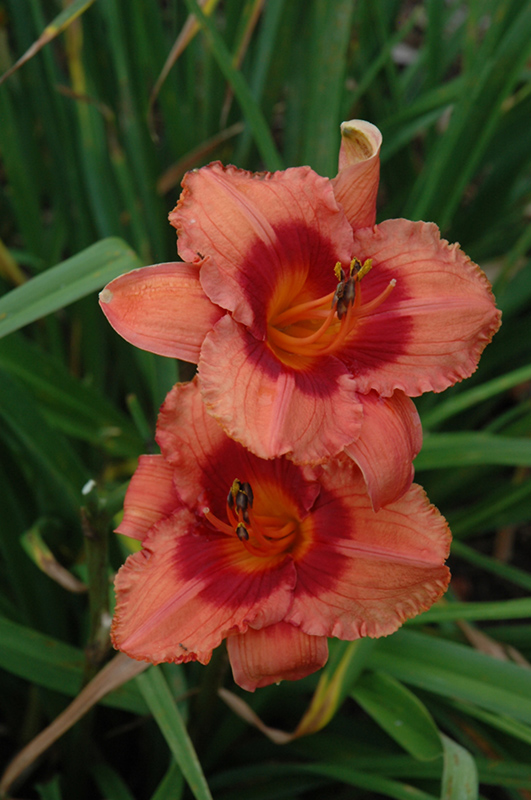 Holiday Song Daylily (Hemerocallis 'Holiday Song') in Reno Sparks Lake