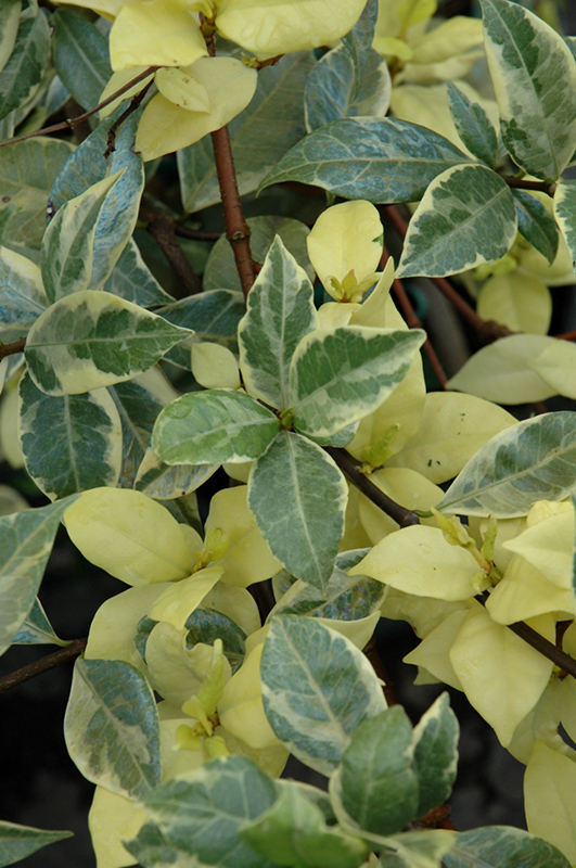 Variegated Confederate StarJasmine (Trachelospermum jasminoides
