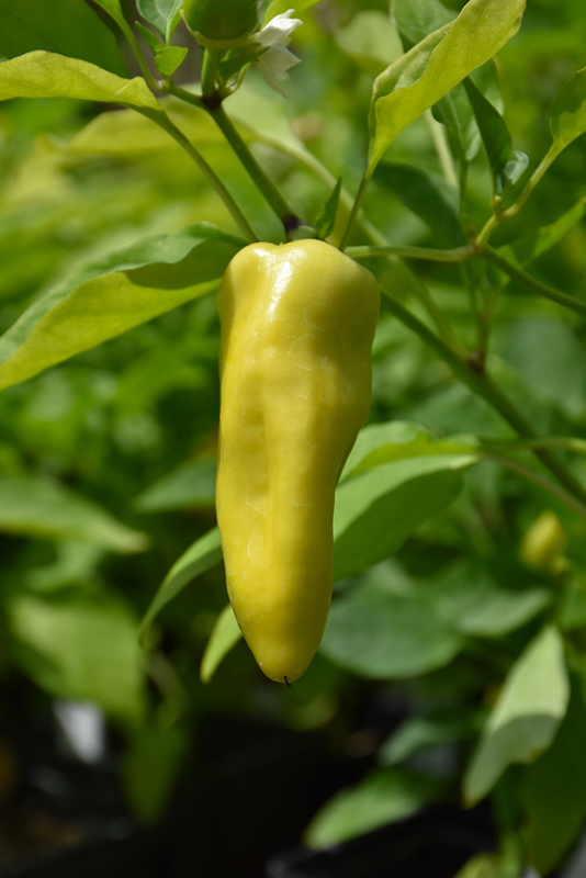 Ponky Peppers Spicy Jane (Capsicum annuum 'Spicy Jane') in Reno Sparks