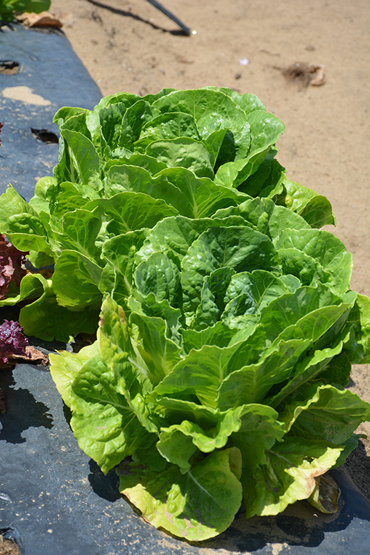 Parris Island Romaine Lettuce (Lactuca sativa var. longifolia 'Parris