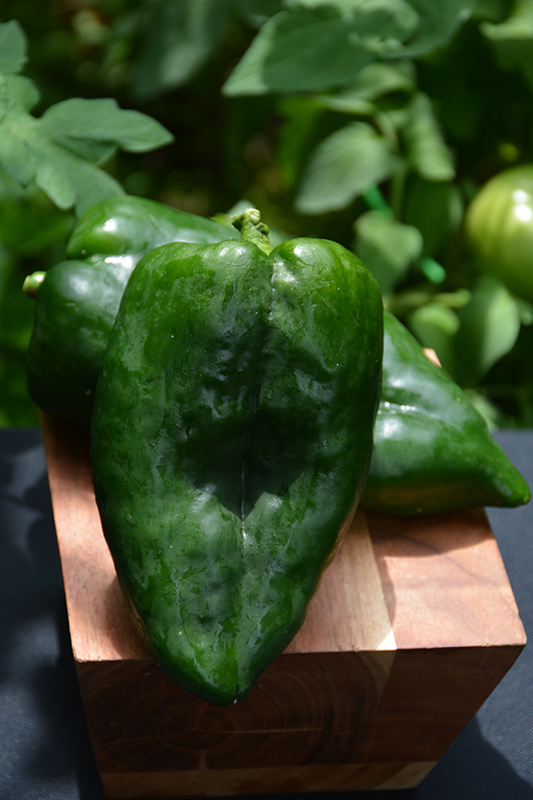 Poblano Pepper (Capsicum annuum 'Poblano') in Reno Sparks Lake Tahoe
