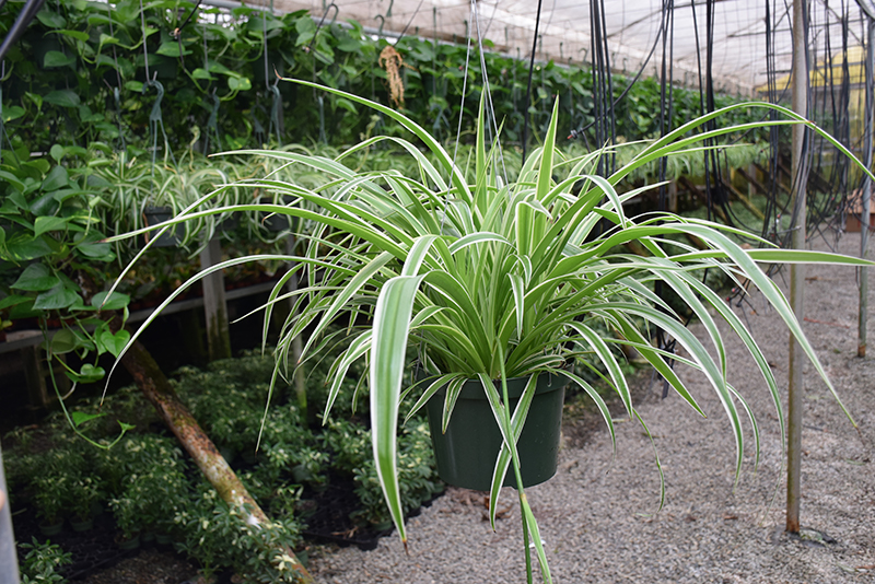 Reverse Variegated Spider Plant (Chlorophytum comosum 'Reverse