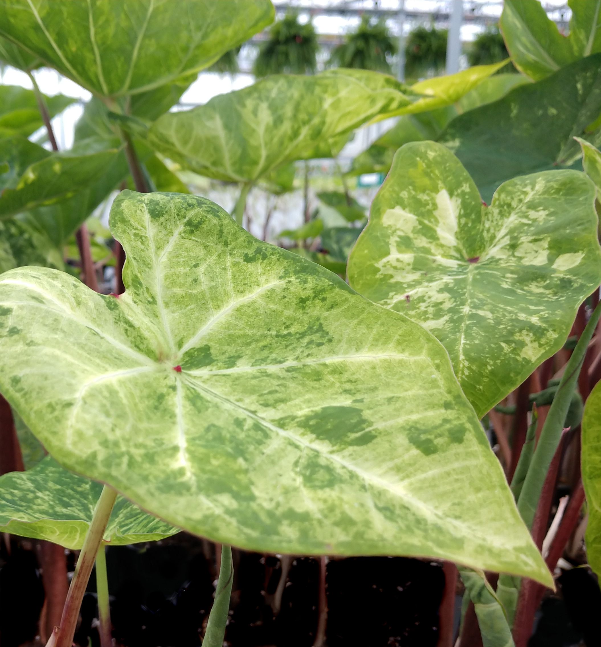 Frog In A Blender Caladium Natorp's Online Plant Store