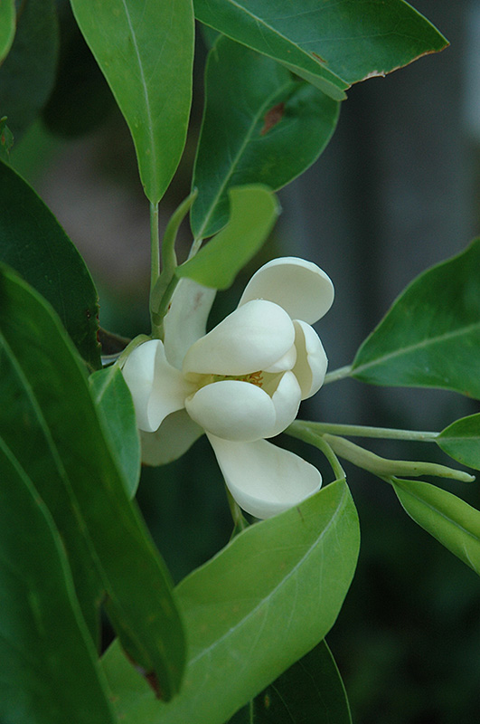 Sweetbay Magnolia (Magnolia virginiana) in Greensboro High Point