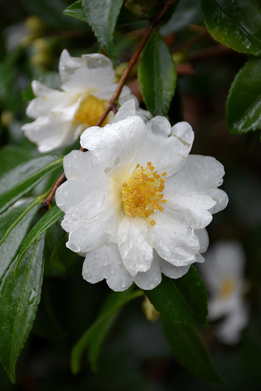 Setsugekka Camellia (Camellia sasanqua 'Setsugekka') in Greensboro High