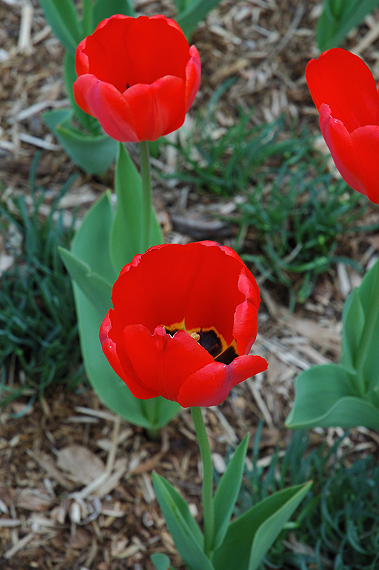 Parade Tulip (Tulipa 'Parade') in Lake Bluff Forest Libertyville