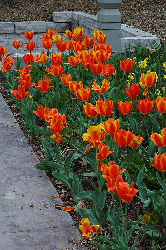 Flair Tulip (Tulipa 'Flair') in Lake Bluff Forest Libertyville Waukegan