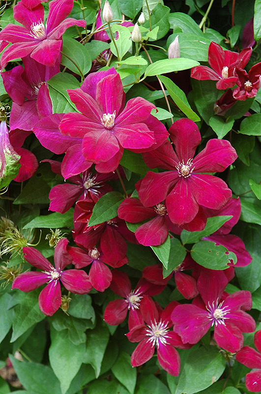 Rouge Cardinal Clematis (Clematis 'Rouge Cardinal') in Lake Bluff