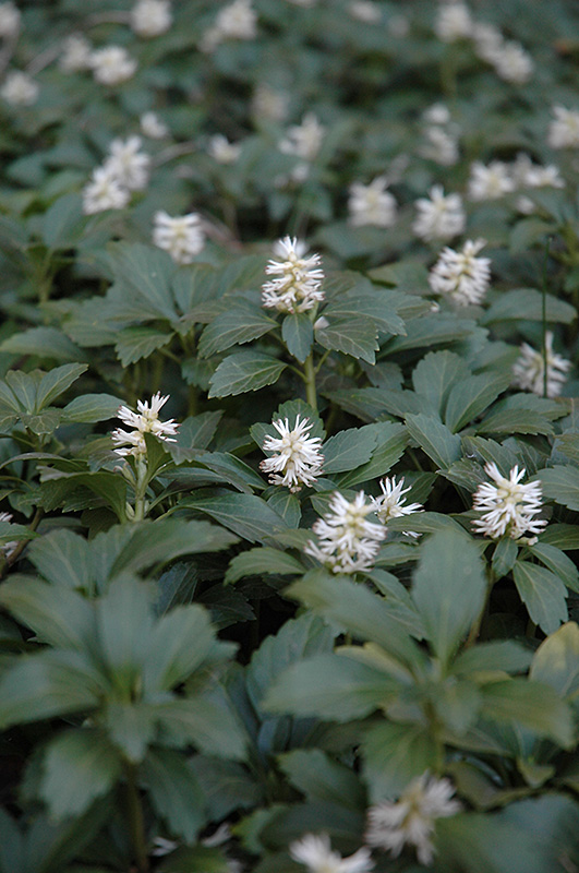 Japanese Spurge (Pachysandra terminalis) in Lake Bluff Forest