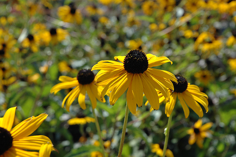 Pot Of Gold Coneflower (Rudbeckia fulgida 'Pot Of Gold') in Lake Bluff