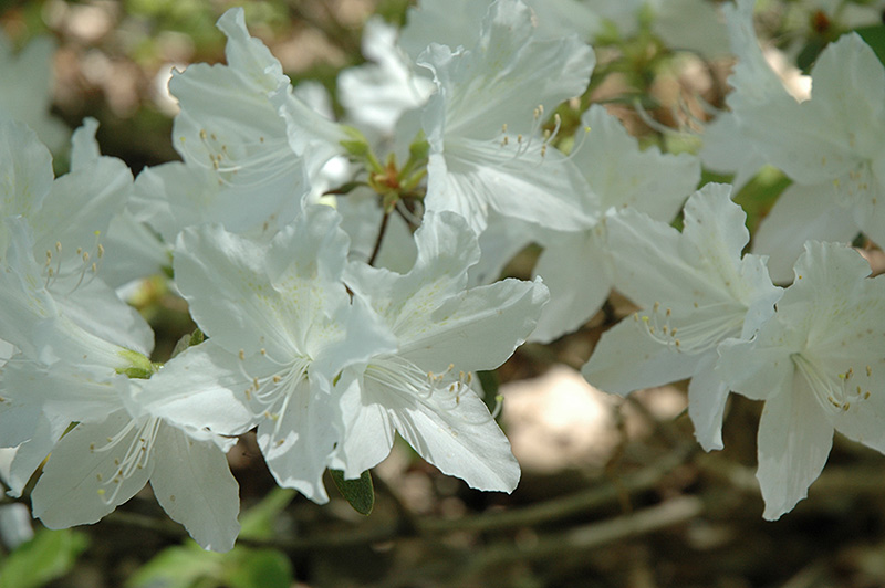 White Korean Azalea (Rhododendron yedoense 'Album') in Lake Bluff
