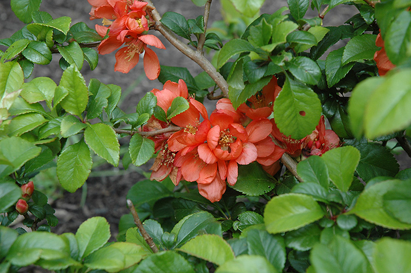 Orange Beauty Flowering Quince (Chaenomeles japonica 'Orange Beauty